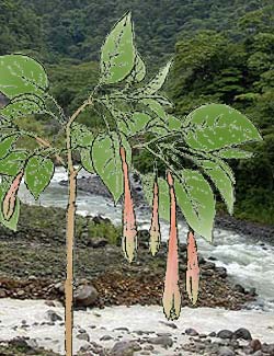 F. mezae