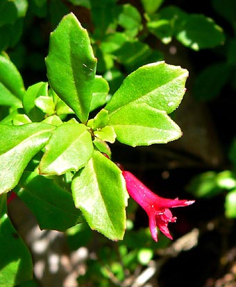F. microphylla aprica