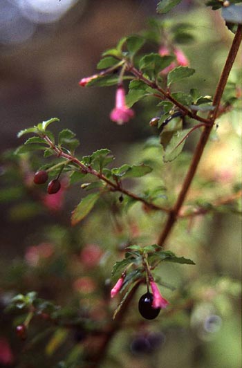 F. microphylla ssp. hemsleyana