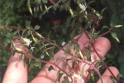 F. microphylla ssp. hidalgensis