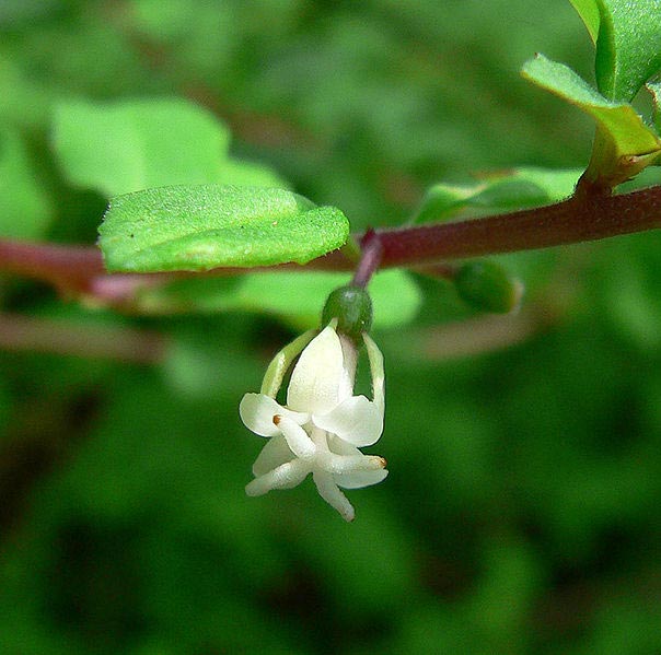 F. microphylla ssp. hidalgensis