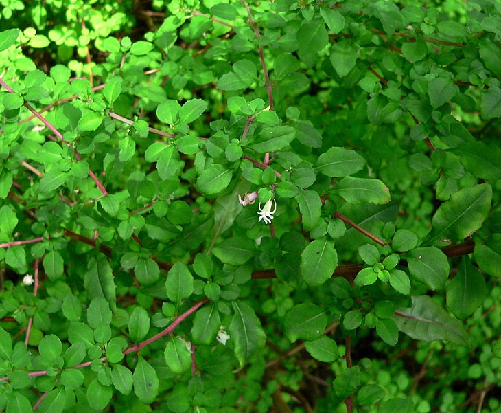 F. microphylla ssp. hidalgensis