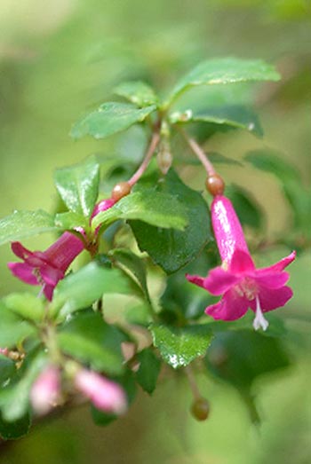 F. microphylla ssp. microphylla