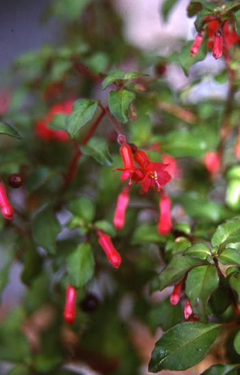 F. microphylla ssp. quercetorum