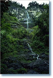 Bosque Monteseco