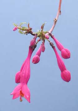 F. nana