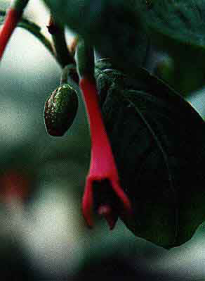 F. nigricans