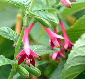 F. nigricans