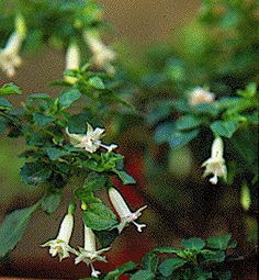 F. obconica