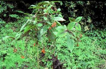 F. orientalis