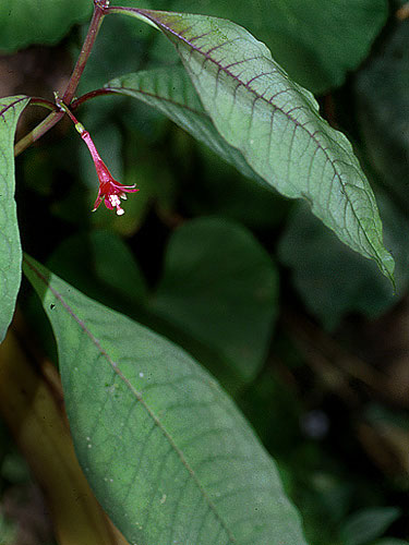 F. ovalis