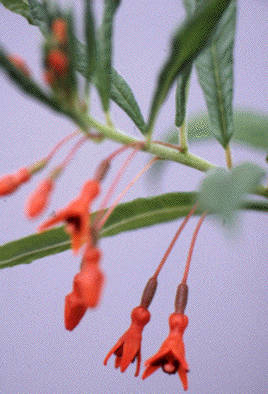 F. pachyrrhiza