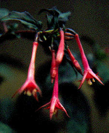 F. pallescens