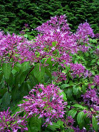 F. paniculata