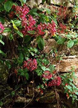 F. paniculata ssp. mixensis