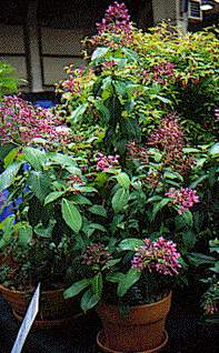 F. paniculata ssp. paniculata