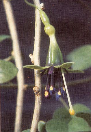 F. perscandens