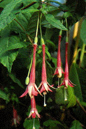 F. petiolaris