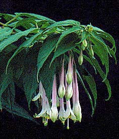 F. pilaloensis