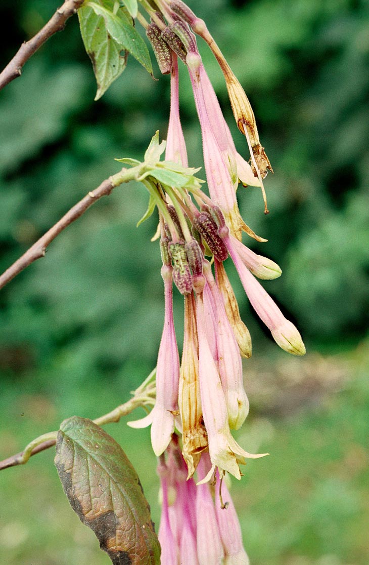 F. pilaloensis