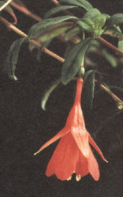 F. pringsheimii