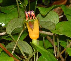 F. procumbens