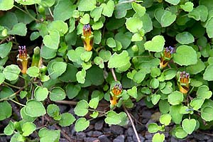 F. procumbens