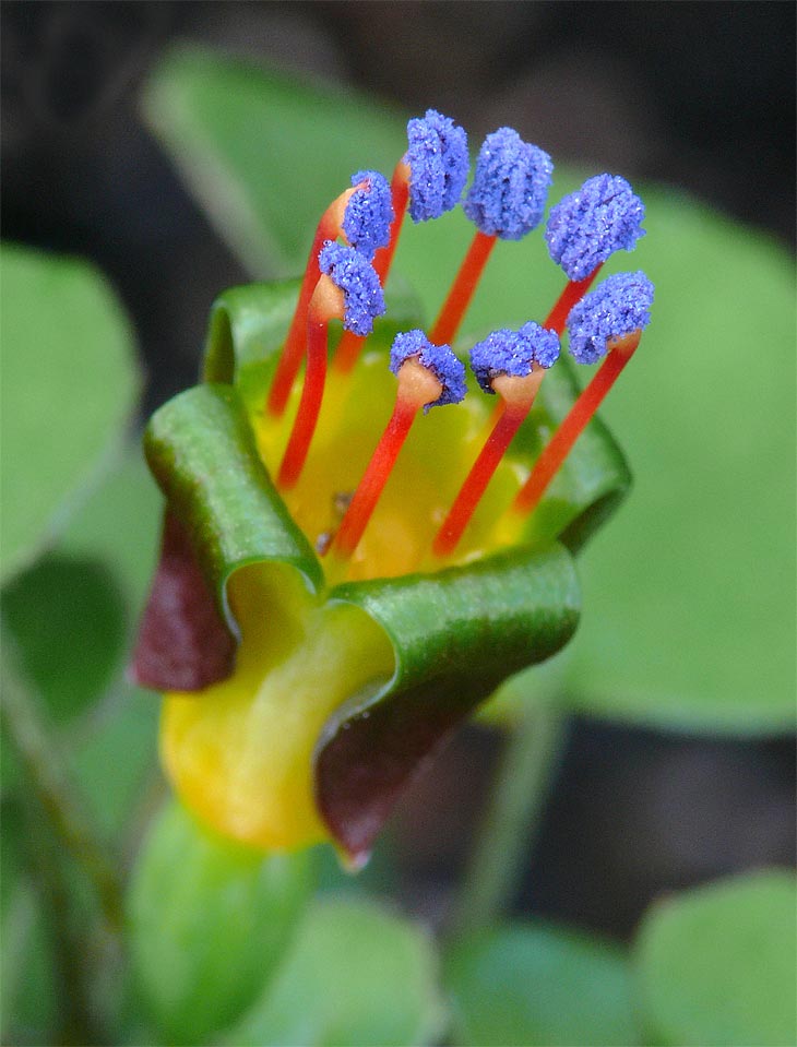 F. procumbens