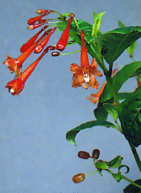 F. putumayensis