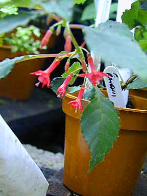 F. ravenii