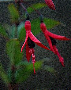 F. regia ssp. regia