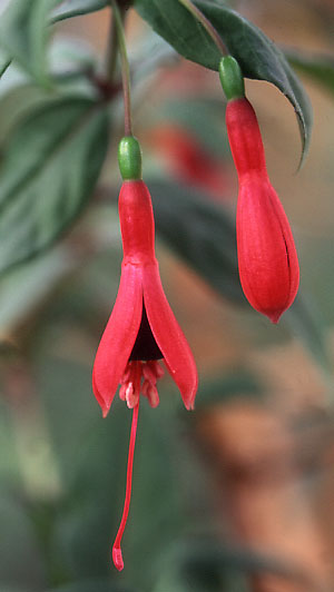 F. regia ssp. reitzii