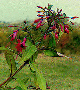 F. regia var. reitzii
