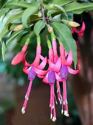 F. regia ssp. serrae