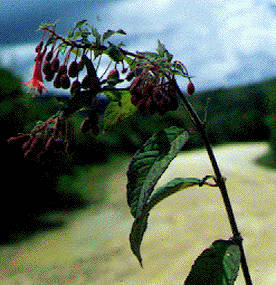F. rivularis