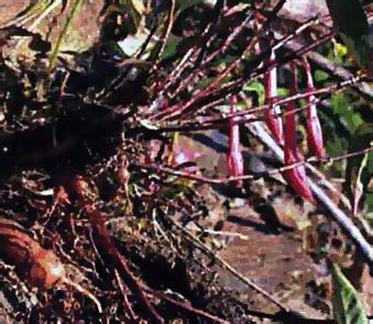 F. salicifolia