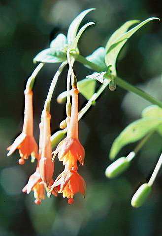F. sanctae-rosae