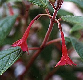 F. scabriuscula