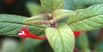 F. scabriuscula
