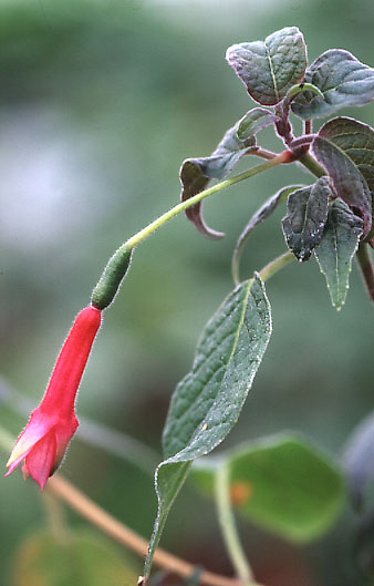 F. scabriuscula