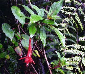 F. scherffiana