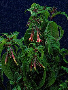 F. sessilifolia