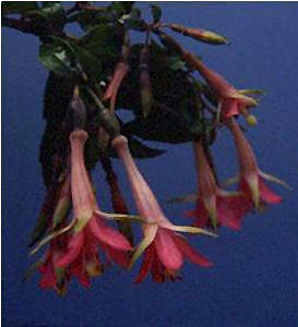 F. sessilifolia