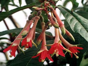 F. sessilifolia