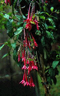 F. simplicicaulis