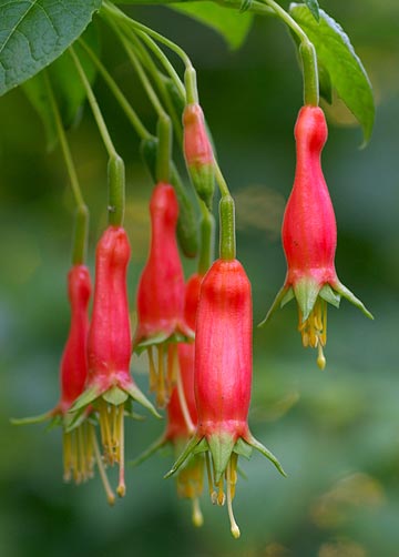 F. splendens