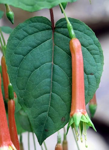 F. x cordifolia