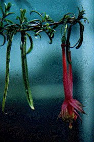 F. steyermarkii