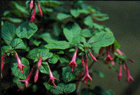 F. sylvatica