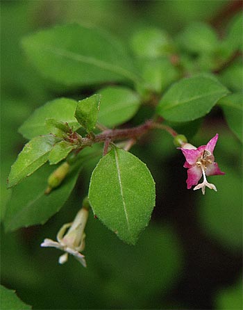 F. thymifolia ssp. thymifolia